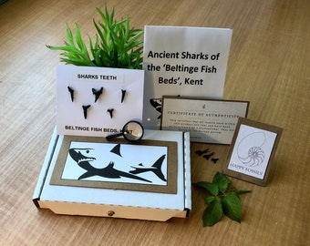 Fossil Shark Tooth Collection | Early Years Learning Resource | STEM Activities | Gift Set | Unique Gift | Fossil Collection for Kids