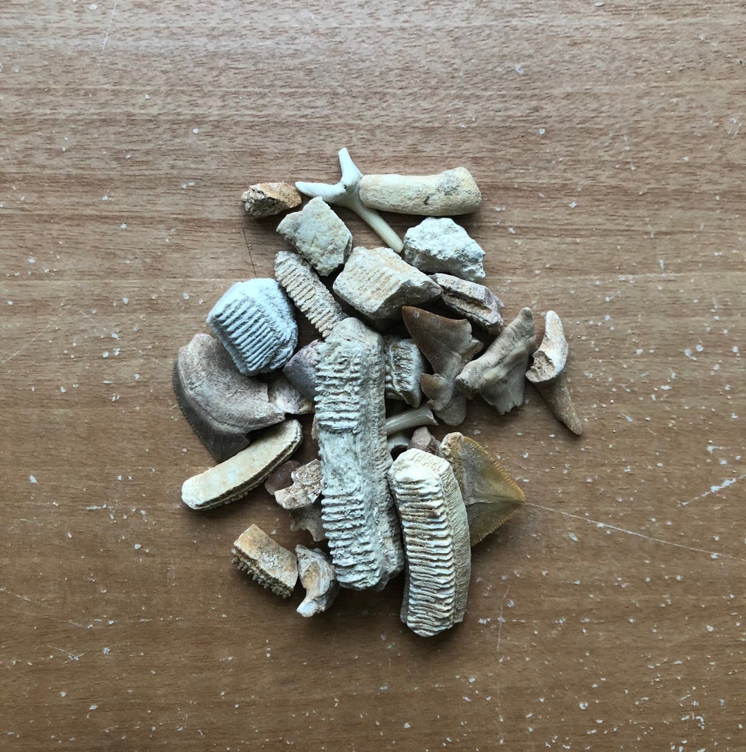 Fossil Selection Bag Bag of Fossils Rare Mixed Fossils Etsy UK