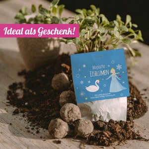 10x "Eisprinzessin" Samenbomben