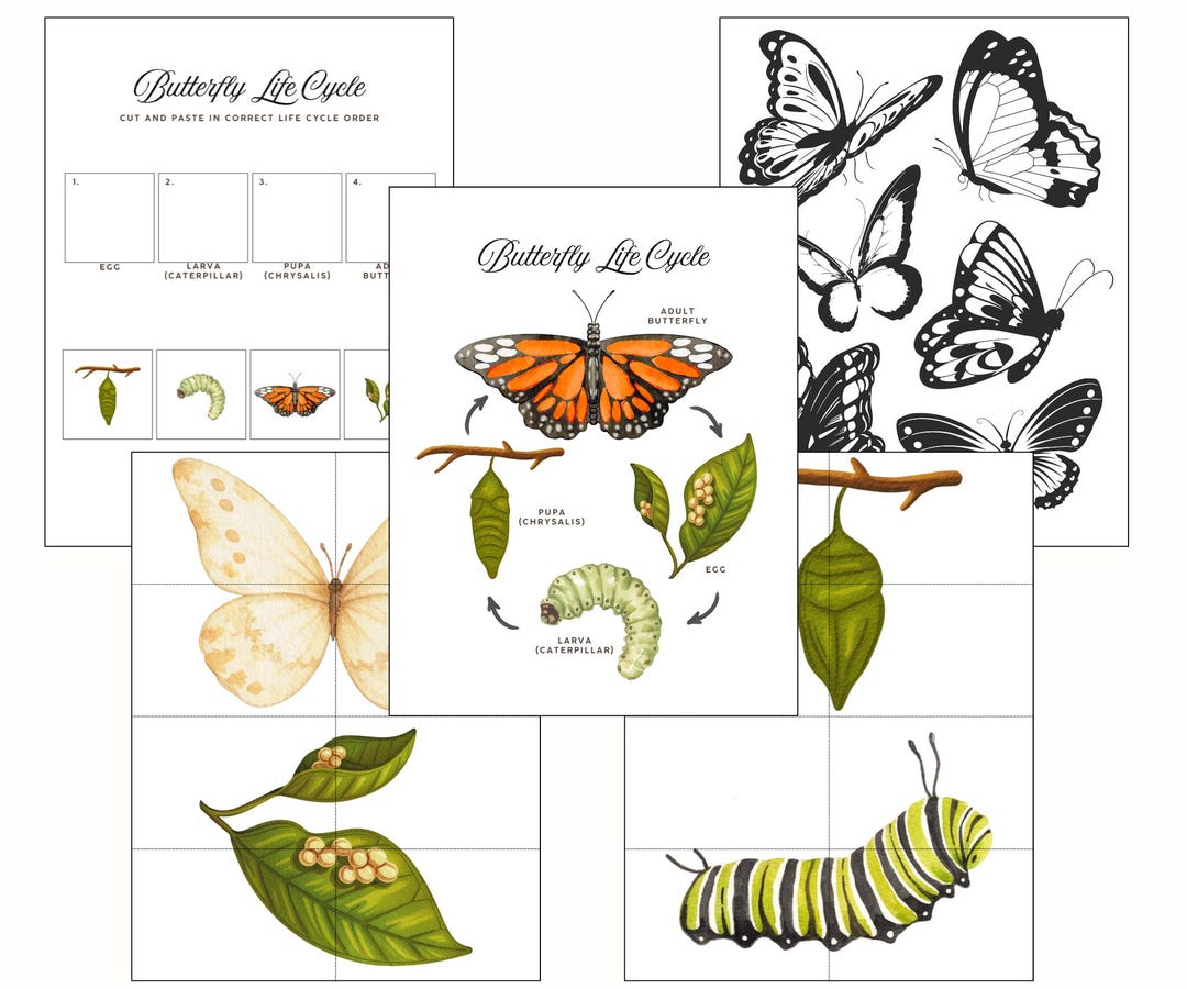 Butterfly Life Cycle for Kids | Printable Science Unit for Preschool ...