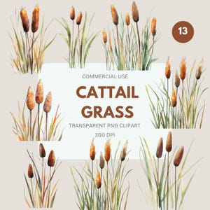 Cattail Grass Clipart, Bulrush Plant Clipart,  Wild Grass, Reeds Clipart, Nature, Cattail, Commercial Use, Transparent PNG