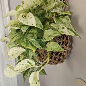 May include: A hanging pothos plant with green and white variegated leaves. The plant is in a woven jute basket suspended from a black metal hook. The leaves have a speckled pattern and cascade downwards.