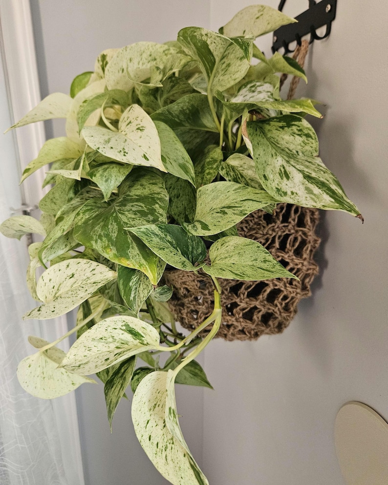 May include: A hanging pothos plant with green and white variegated leaves. The plant is in a woven jute basket suspended from a black metal hook. The leaves have a speckled pattern and cascade downwards.