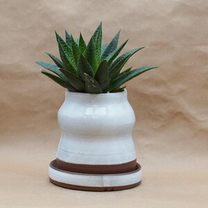 May include: A white ceramic planter with a brown base and a succulent plant. The planter has a unique, curved shape and a speckled finish. The succulent has green leaves with white spots.
