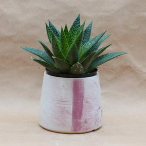 May include: A potted succulent plant with green, pointed leaves. The plant sits in a white ceramic pot with a vertical pink stripe. The pot has a slightly textured surface and a rounded base. The background is a light brown.