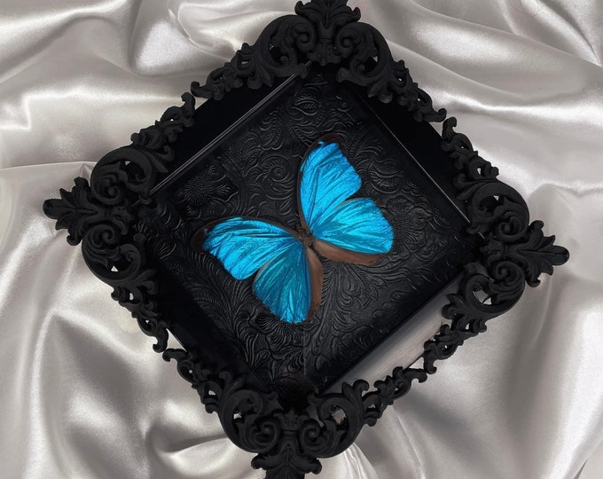 Featured listing image: Framed Blue Morpho Butterfly