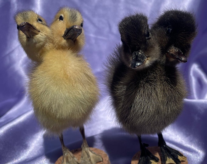 Featured listing image: Two Headed Duckling Taxidermy | Yellow and Black