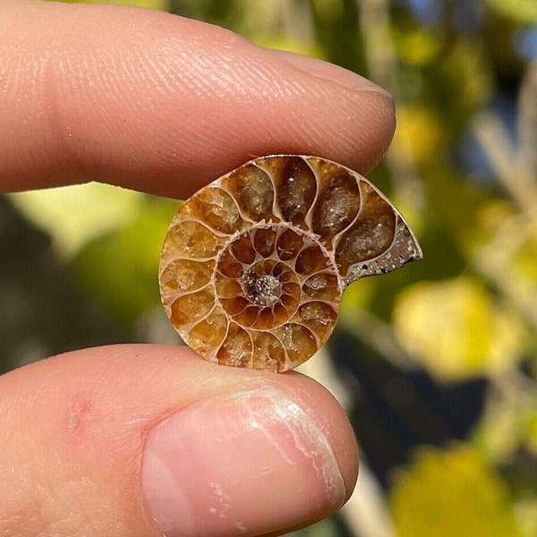 MINI Ammonite Fossils | Small Ammonite Fossils | Tiny Ammonite Slices | Ammonite Fossils | Super Tiny Ammonites | Rare Fossils