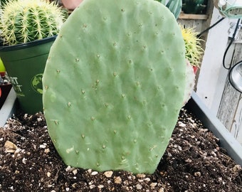 Opuntia ficus-indica ‘Burbank Spineless’