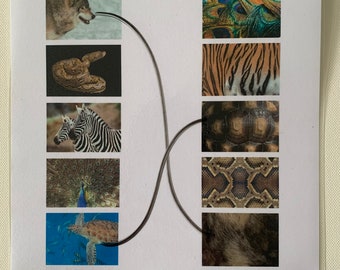 Animal Skin Matching Activity: Kids Printable Worksheet (PDF)