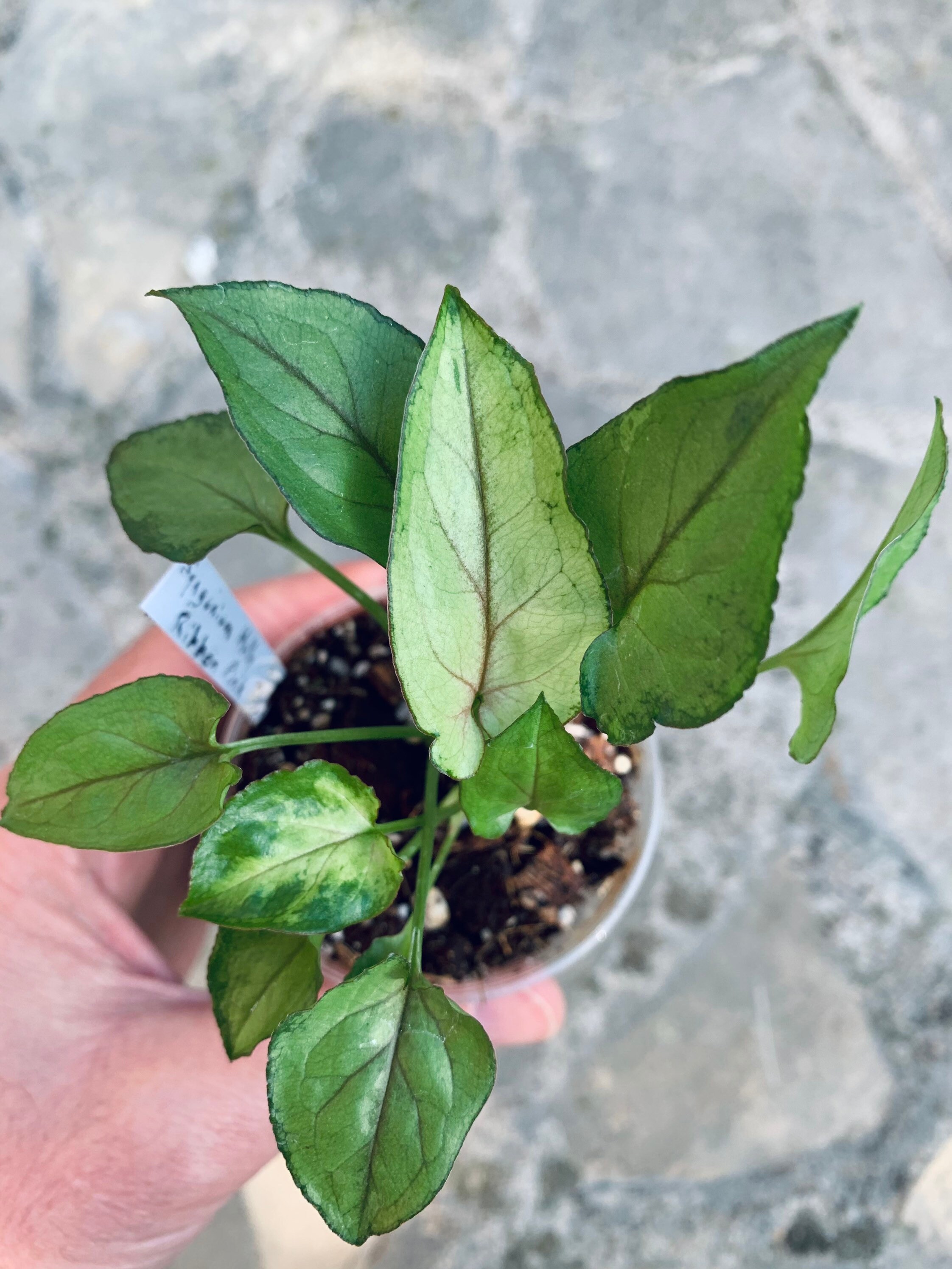 Syngonium Holly Ribbon Pink