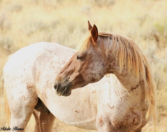 Ein reiner mustang,,wilde pferd fotografie,, adobe Town Wildpferd, Lotta Roans,, wild Hengst