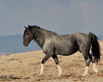 Wild Horse Photography,,Blue Zeus strutting his stuff,,wild blue roan stallion,,lost creek hma,,southern wyoming