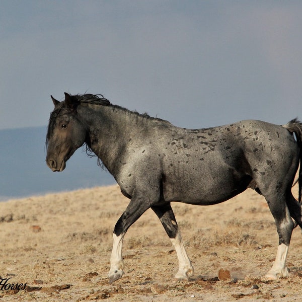 Wild Horse Photography,,Blue Zeus strutting his stuff,,wild blue roan stallion,,lost creek hma,,southern wyoming