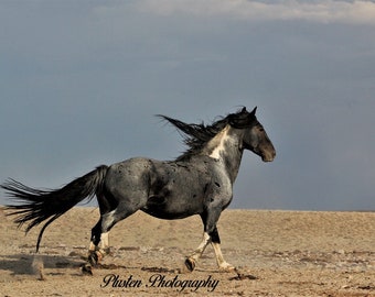 Wild Horse Photography,,Blue Zeus in the red desert of wyoming,,wild stallion,,Blue Roan Paint Stallion