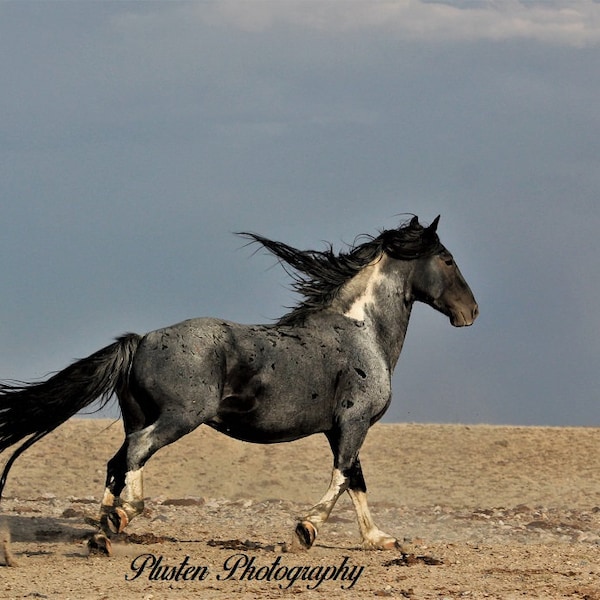 Wild Horse Photography,,Blue Zeus in the red desert of wyoming,,wild stallion,,Blue Roan Paint Stallion