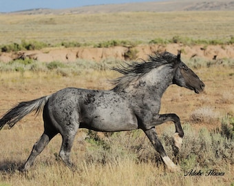 Blue Duck popping brush in adobe town hma,,wild horse photography,,blue roan stallion,,wild mustang stallion
