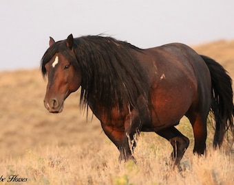 Wild Horse Photography.bay stallion,mustang,adobe Town Wildpferd,,rote Wüste,,Wildpferde,südliches Wyoming