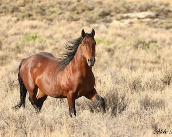 Wild horse photography,adobe town hma,bay hengst turns