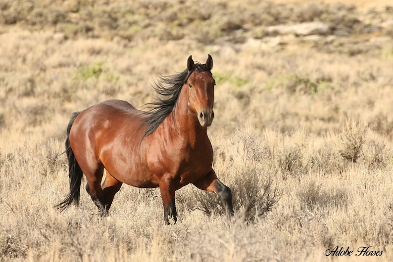 May include: A brown horse with a black mane and tail runs through a field of dry grass.