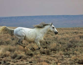 Wildpferd Fotografie, Hengst läuft, Hengst läuft, Hengst läuft, Hengst läuft, Hengst läuft, Hengst läuft, Hengst läuft, Hengst läuft,