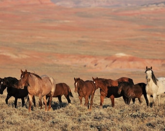 wild horse photography,,group photo in the red desert,,gray stallion,,red roan stallion,,whole lotta sorrels baggs wyoming
