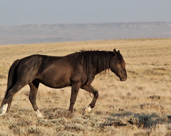 Lost Creek  hma wild horse,,chocolate stallion,,wild horse photography,,wyoming