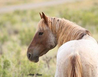 wild roan mustang, red roan wild steng, adobe mustang, wildes pferd fotografie