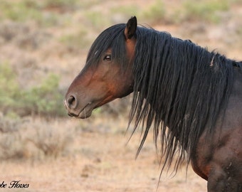 Wild Horse Photography,,never stops moving,,bay stallion,,adobe town hma