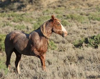 Red Roan Stallion ,,Wilde Pferdefotografie