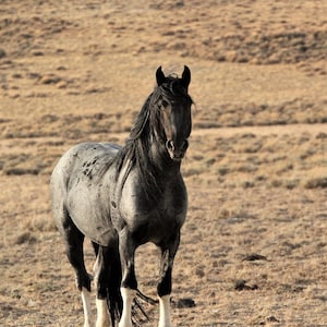 wild horse photography,,,,blue zeus wild stallion,,lost creek hma,,blue roan,southern wyoming