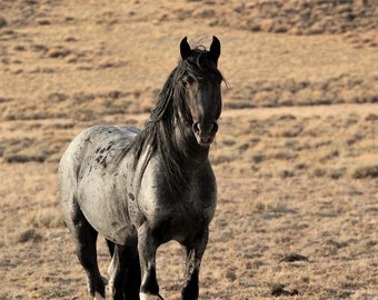 wild horse photography,,,,blue zeus wild stallion,,lost creek hma,,blue roan,southern wyoming