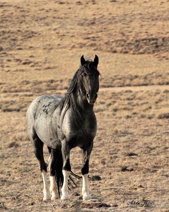 wilde-blauwe-roan-paard