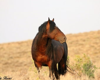 Wildes Pferd Fotografie,,Wild Bay Hengst looks,,Adobe Town Eyes,,wild mustang,,southern wyoming