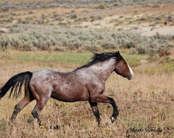 Wild Horse Photography,,bay roan stallion runs,,pond bank,,adobe town hma