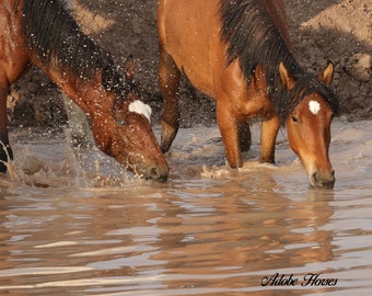 Wild Horse Photography,cool drink.adobe town mares,adobe town,,wild eyes in wyoming