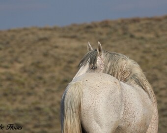 wilde Pferdefotografie , grauer Hengst schaut zurück ,, wildes Pferd ,, adobe Town Hma ,,