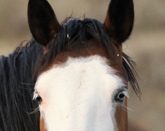 wild horse photography,bolly faced mare,,adobe eyes,,adobe town hma,,southern wyoming