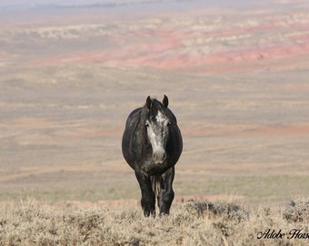 Steel gray stallion tops the skyling,,red desert,,adobe town hma,,wild horse photography