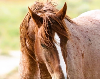 The Red Headed Stallion of Adobe Town,,wild horse photography,,south west wyoming..digital download