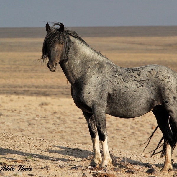 Blue Zeus,,blue roan stallion,,lost creek hma,red desert,digital download,wild horse photography