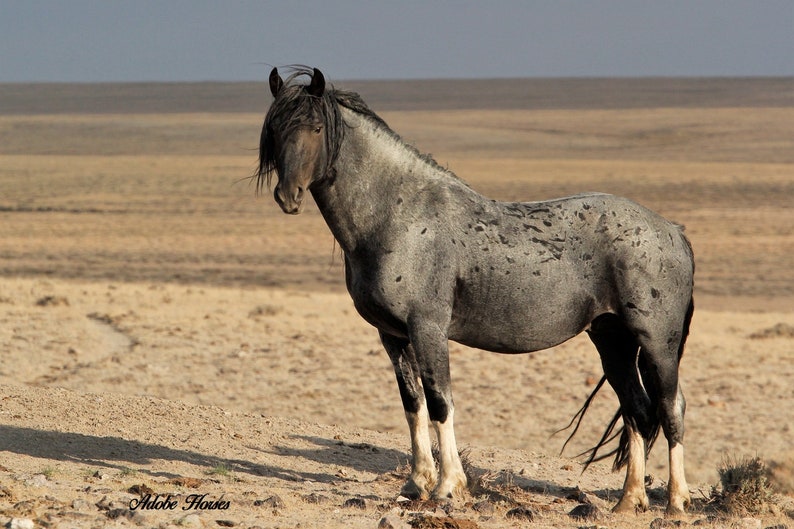 May include: A gray horse with a white blaze on its face stands in a desert landscape. The horse has a spotted coat and a long mane and tail.