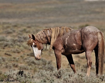 Wild Horse Photography,red roan stallion,,adobe town wyoming