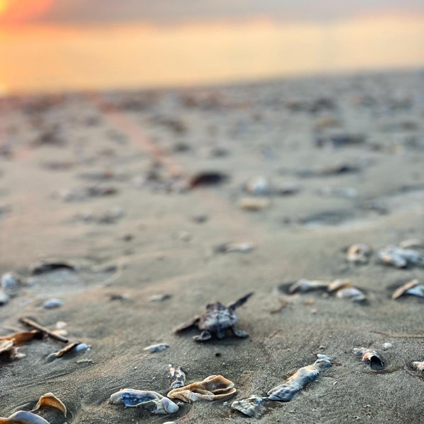 Baby Sea Turtle Photography