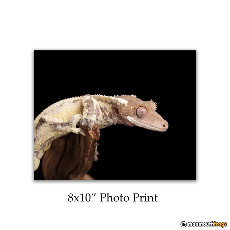 Crested Gecko 8x10 Photo Print - Etsy