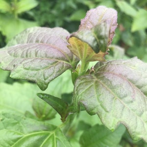 Könnte beinhalten: Nahaufnahme einer Pflanze mit großen, strukturierten grünen Blättern. Der Neuaustrieb an der Spitze weist Blätter mit einem violetten Farbton und einem leicht gewellten Rand auf. Das Bild ist vor einem verschwommenen grünen Hintergrund aufgenommen.