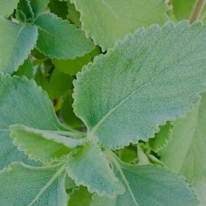 planting spearmint seeds Spearmint Seeds (Mentha spicata) – Frozen Seed Capsules™ main image 0