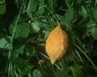 Cerasee, Asosi, Dried Bitter Melon Herb