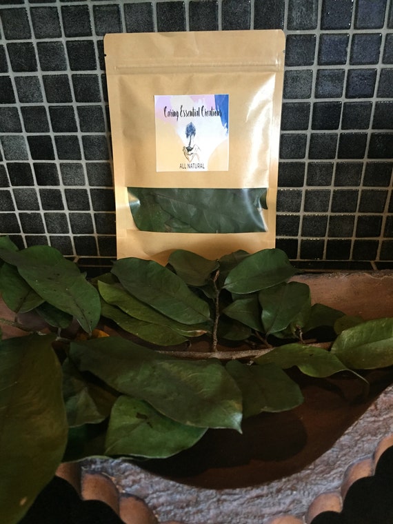 Sweetsop Leaves Dried Sugar Apple Leaves Atis Fey Kacheman Etsy