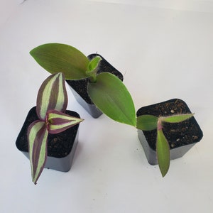 tradescantia zebrina wandering jew plant organic natural foliage indoor house purple